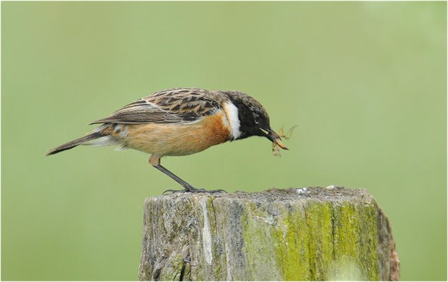 SCHWARZKEHLCHEN, STONECHAT, SAXICOLA TORQUATUS