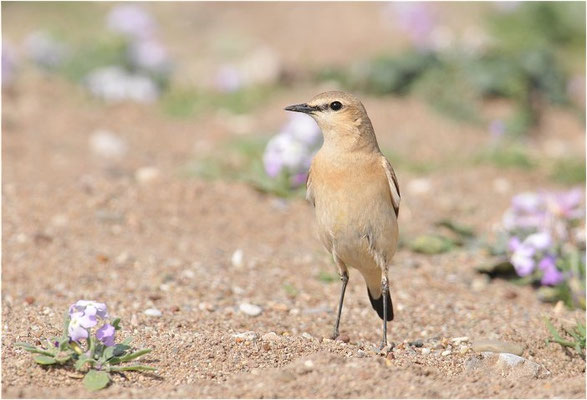 ISABELLSTEINSCHMÄTZER, ISABELLINE WHEATEAR, OENANTHE ISABELLINA