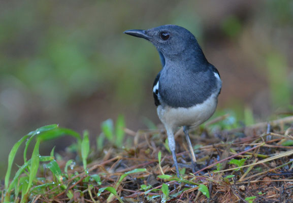 DAJALDROSSEL, ORIENTAL MAGPIE ROBIN, COPSYCHUS SAULARIS