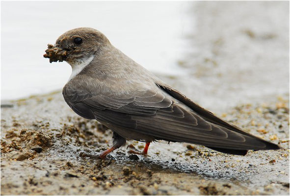 FELSENSCHWALBE, CRAG MARTIN,  PTYONOPROGNE RUPESTRIS