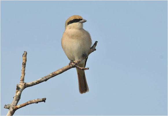 ISABELLWÜRGER, ISABELLINE SHRIKE, LANUS ISABELLINUS