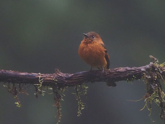 ZIMTTYRANN, CINNAMON FLYCATCHER - PYRRHOMYIAS CINNAMOMEUS
