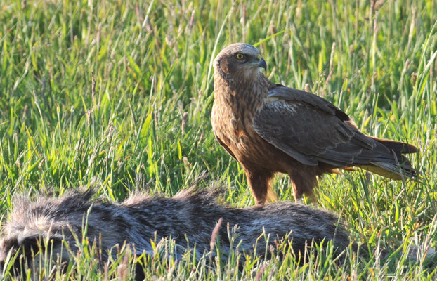 ROTMILAN, RED KITE, MILVUS MILVUS