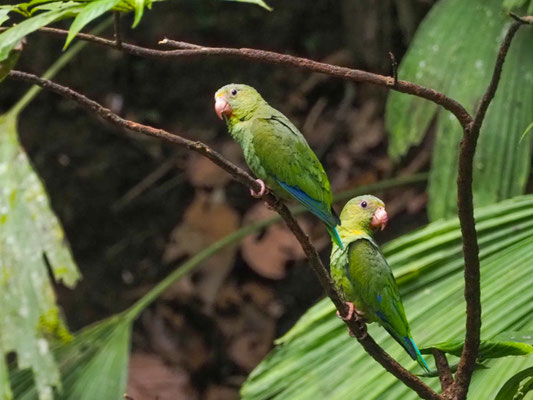 Kobaltflügelsittich, Cobalt-winged Parakeet - Brotogeris cyanoptera