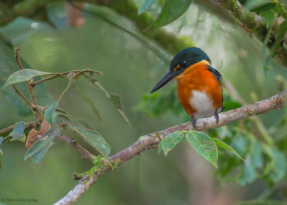 ERZFISCHER, AMERICAN PYGMY KINGFISHER, CHLOROCERYLE AENEA