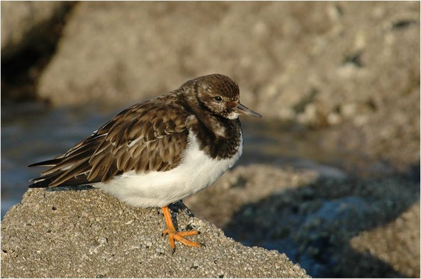 STEINWÄLZER, RUDDY TURNSTONE, ARENARIA INTERPRES