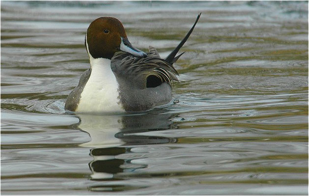 SPIESSENTE, PINTAIL, ANAS ACUTA