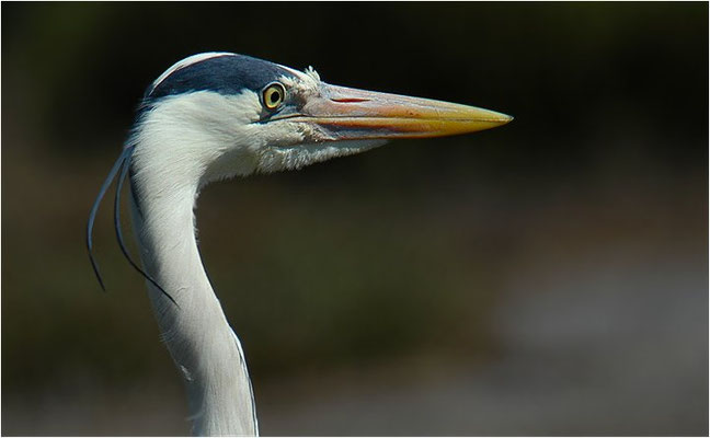 GRAUREIHER, GREY HERON, ARDEA CINEREA