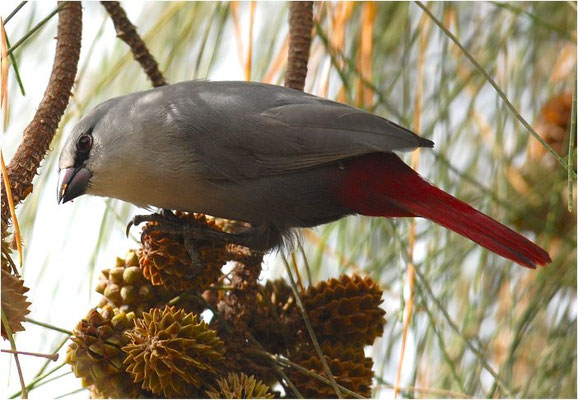 SCHÖNBÜRZELCHEN, LAVENDER WAXBILL, ESTRILDA CAERULESCENS