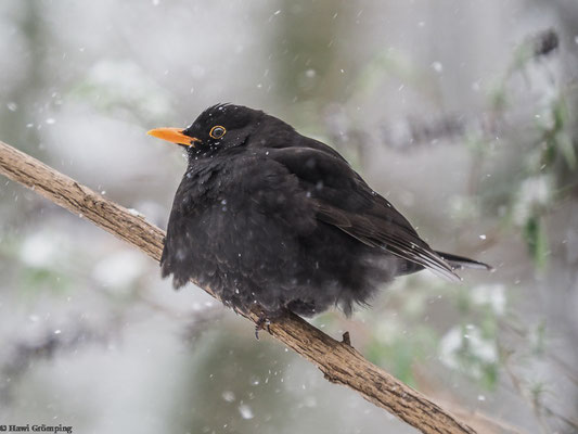 Amsel