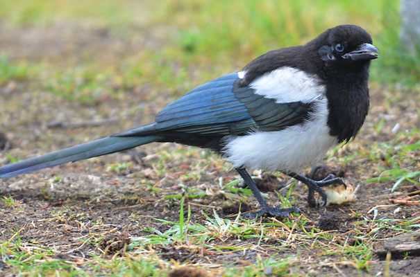SCHWARZSCHNABELELSTER, BLACK-BILLED MAGPIE, PICA HUDSONIA
