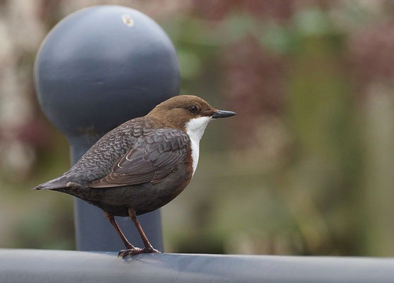 WASSERAMSEL, DIPPER, CINCLUS CINCLUS