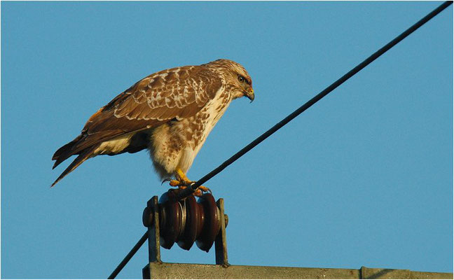 MÄUSEBUSSARD, COMMON BUZZARD, BUTEO BUTEO