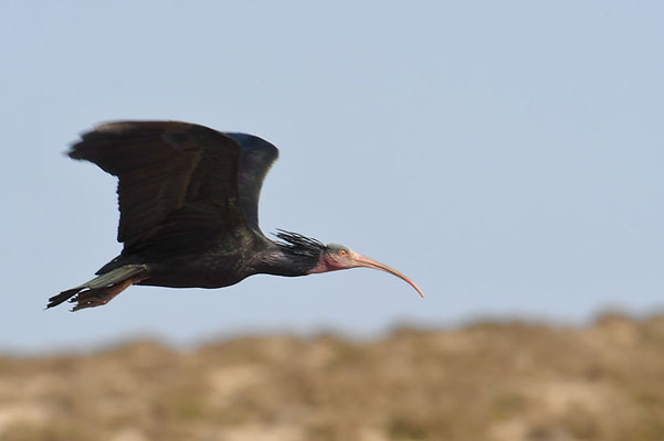 WALDRAPP, BALD IBIS, GERONTICUS EREMITA