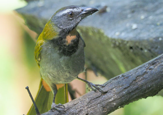 BUNTKEHLSALTATOR, BUFF-THROATED SALTATOR, SALTATOR MAXIMUS
