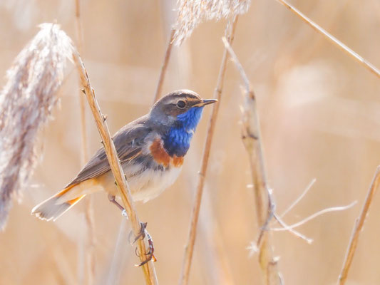Blaukehlchen, bluethroat, luscinia svecica 