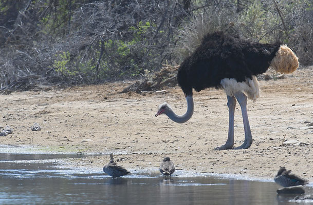 STRAUSS, COMMON OSTRICH, STRUTHIO CAMELUS