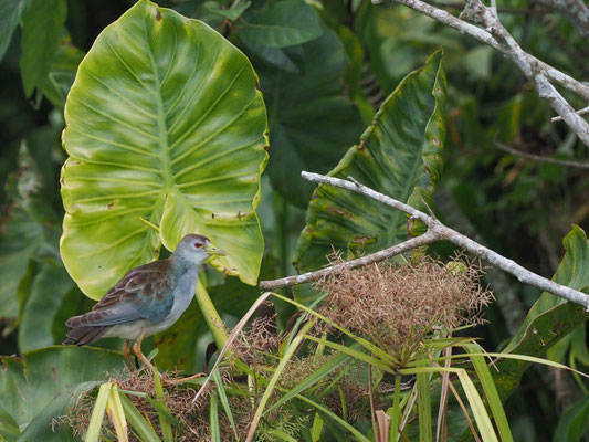 Azursultanshuhn, azure Gallinule - Porphyrio flavirostris