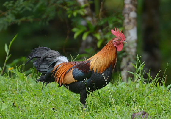BANKIVAHUHN, RED JUNGLEFOWL, GALLUS GALLUS