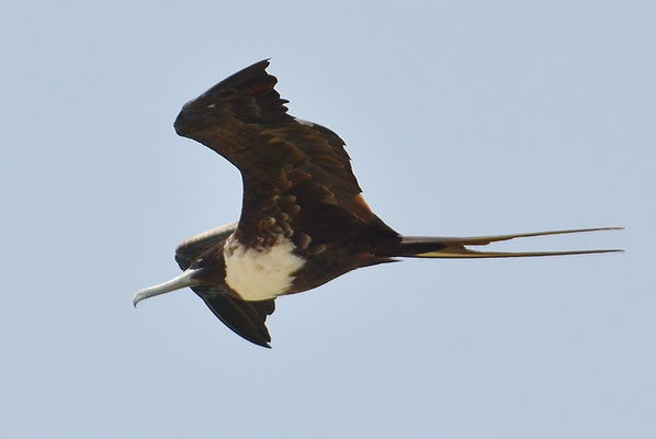 FREGATTVOGEL, MAGNIFICENT FRIGATEBIRD, FREGATA MAGNIFICENS