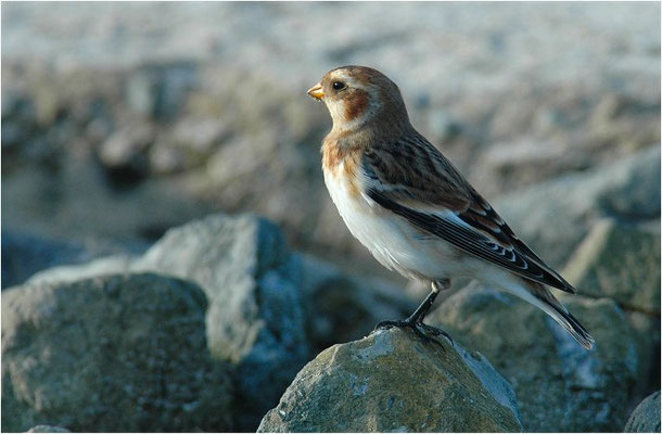 SCHNEEAMMER, SNOW BUNTING, PLECTROPHENAX NIVALIS