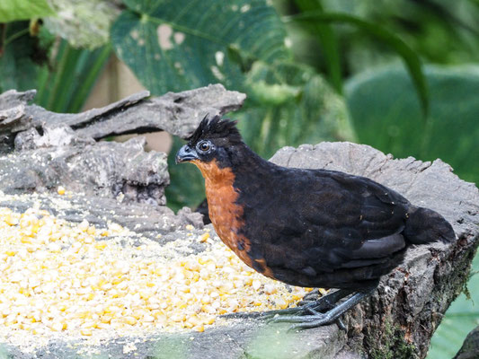Schwarzrückenwachtel (Schwarzrücken-Waldwachtel), Dark-backed Wood-Quail - Odontophorus melanonotus