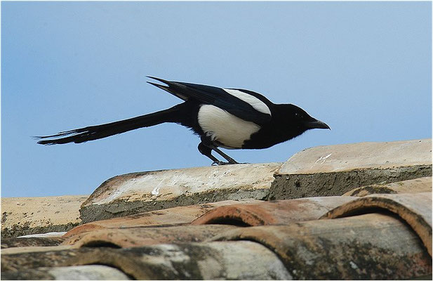 ELSTER, MAGPIE, PICA PICA