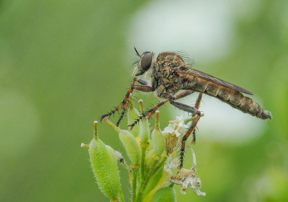 Burschen-Raubfliege, Tolmerus cingulatus