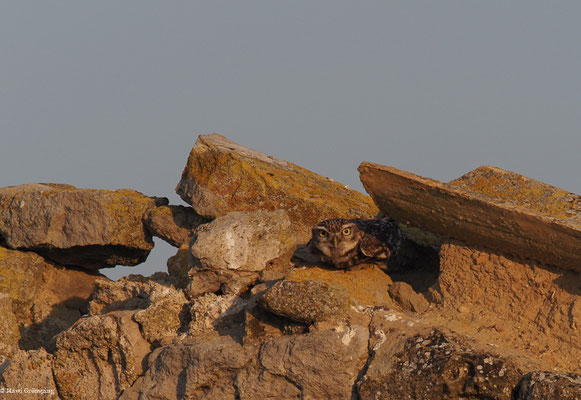 STEINKAUZ, LITTLE OWL , ATHENE NOCTUA