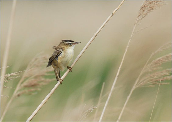 SCHILFROHRSÄNGER, SEDGE WARBLER, ACROCEPHALUS SCHOENOBAENUS