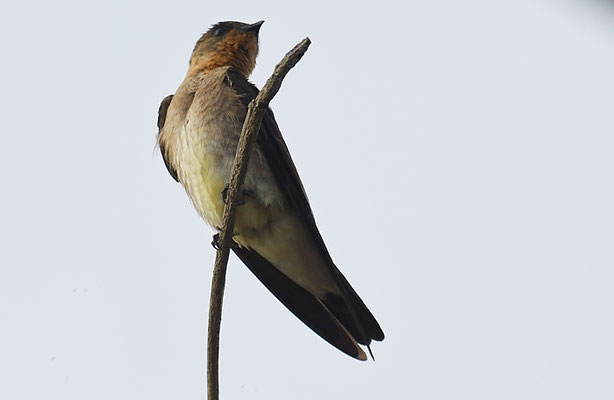 ZIMTKEHLSCHWALBE, SOUTHERN ROUGH-WINGED SWALLOW, STELGYDOPTERYX RUFICOLLIS