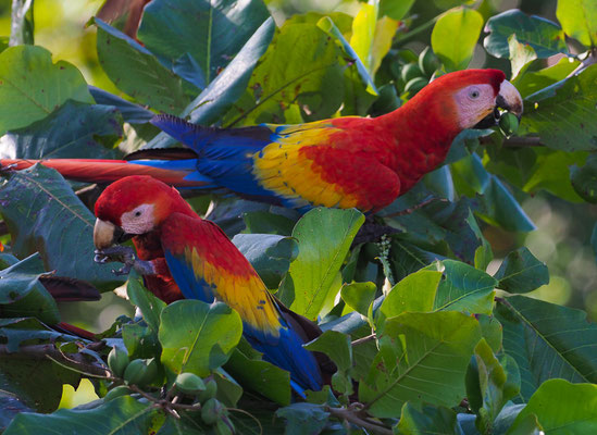 HELLROTER ARA, SCARLET MACAW, ARA MACAO