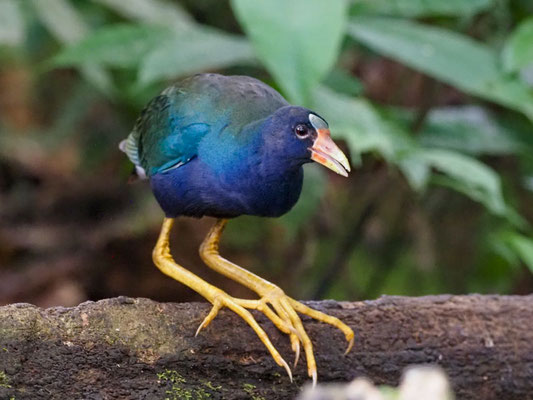 Zwergsultanshuhn, Purple Gallinule - Porphyrio martinicus