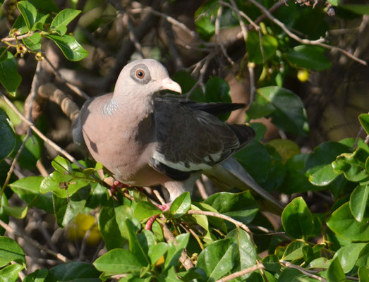 NACKTAUGENTAUBE, BARE-EYED PIGEON, PATAGIOENAS CORENSIS 