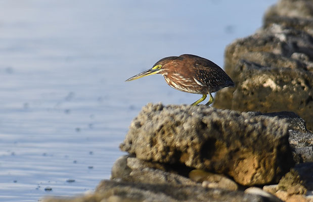 GRÜNREIHER, GREEN HERON, BUTORIDES VIRESCENS