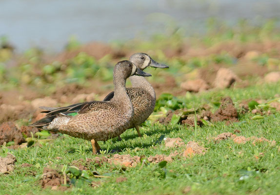 BLAUFLÜGELENTE, BLUE-WINGED TEAL, ANAS DISCORS