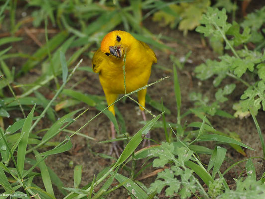 SAFRANAMMER, SAFFRON FINCH - SICALIS FLAVEOLA