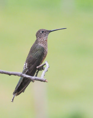 RIESENKOLIBRI, GIANT HUMMINGBIRD - PATAGONA GIGAS
