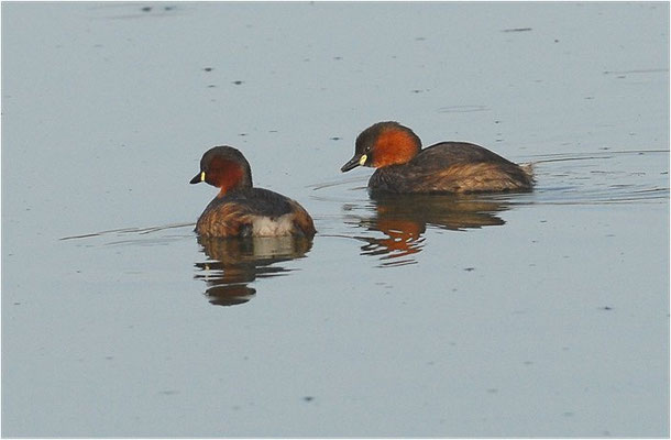 ZWERGTAUCHER, LITTLE GREBE, TACHYBAPTUS RUFICOLLIS