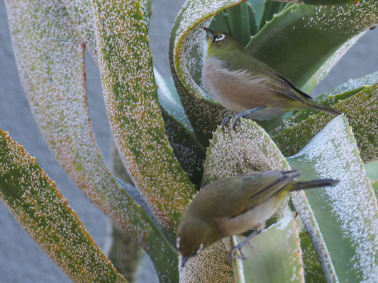 KAPBRILLENVOGEL, CAPE WHITE-EYE, ZOSTEROPS CAPENSIS