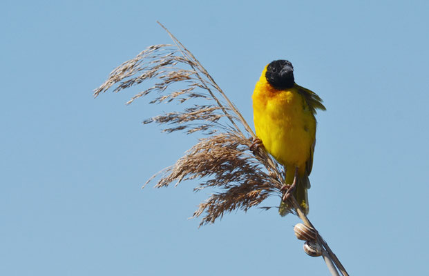 SCHWARZKOPFWEBER, BLACK-HEADED WEAVER, PLOCEUS MELANOCEPHALES