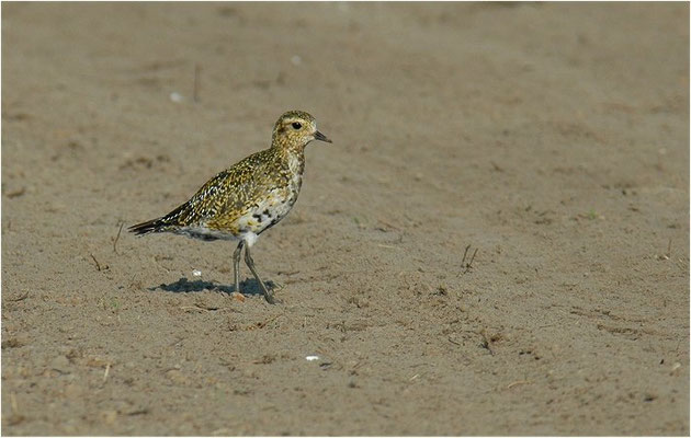 GOLDREGENPFEIFER, GOLDEN PLOVER, PLUVIALIS APRICARIA
