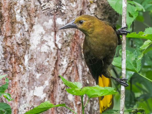 BREITHAUBEN-STIRNVOGEL, RUSSET-BACKED OROPENDOLA - PSAROCOLIUS ANGUSTIFRONS