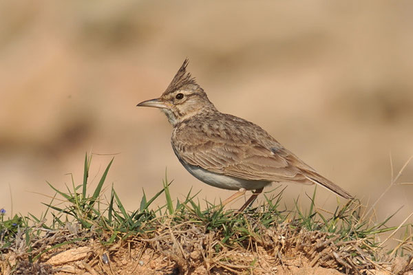 HAUBENLERCHE, CRESTED LARK, GALERIDA CRISTATA