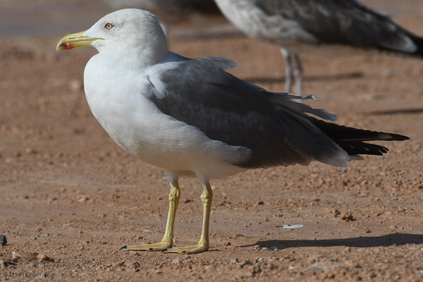 MITTELMEERMÖWE, YELLOW-LEGGED GULL, LARUS MICHAHELLIS
