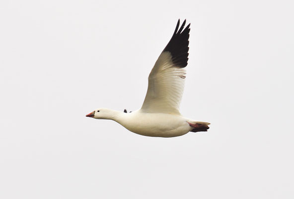 SCHNEEGANS, SNOW GOOSE, ANSER CAERULESCENS