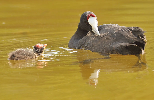 KAMMBLÄSSRALLE, RED-KNOBBED COOT, FULICA CRISTATA