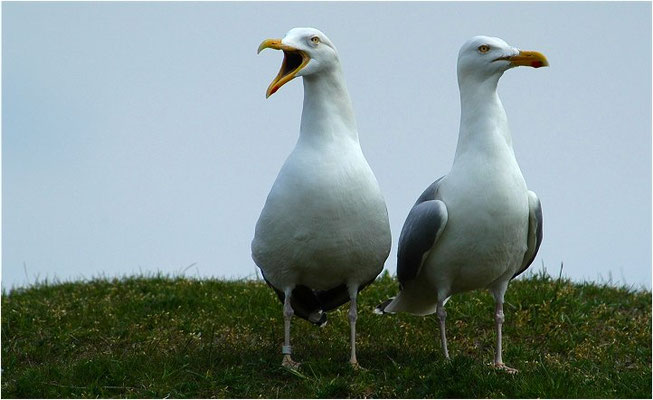 SILBERMÖWE, HERRING GULL, LARUS ARGENTATUS