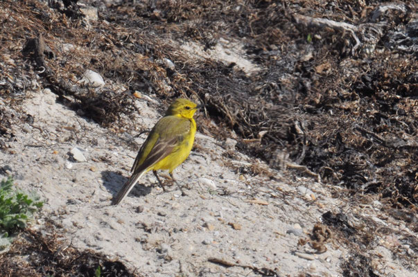 ENGLISCHE SCHAFSTELZE, YELLOW WAGTAIL, MOTACILLA FLAVA FLAVISSIMA