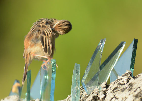 CISTENSÄNGER, ZITTING CISTICOLA, CISTICOLA JUNCIDIS